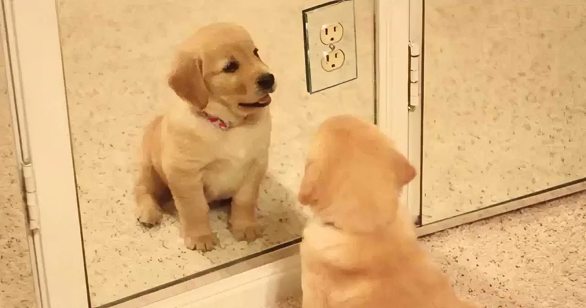 This Golden Retriever Puppy Is Adorably Confused When He Encounters a Mirror