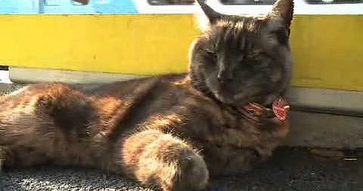 A tabby cat lounges on a concrete surface, with a yellow barrier and blurred background.