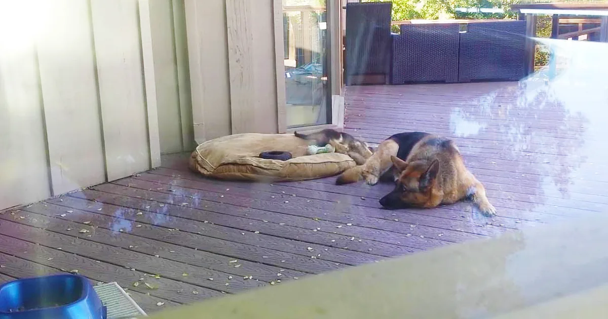 A German Shepherd dog is lying on a wooden deck, resting on a cushion near a sliding glass door.