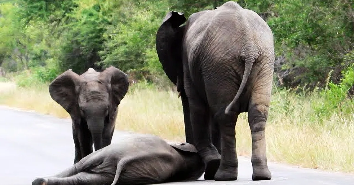 A baby elephant lies on the ground while an adult elephant stands nearby, both in a grassy area with trees.