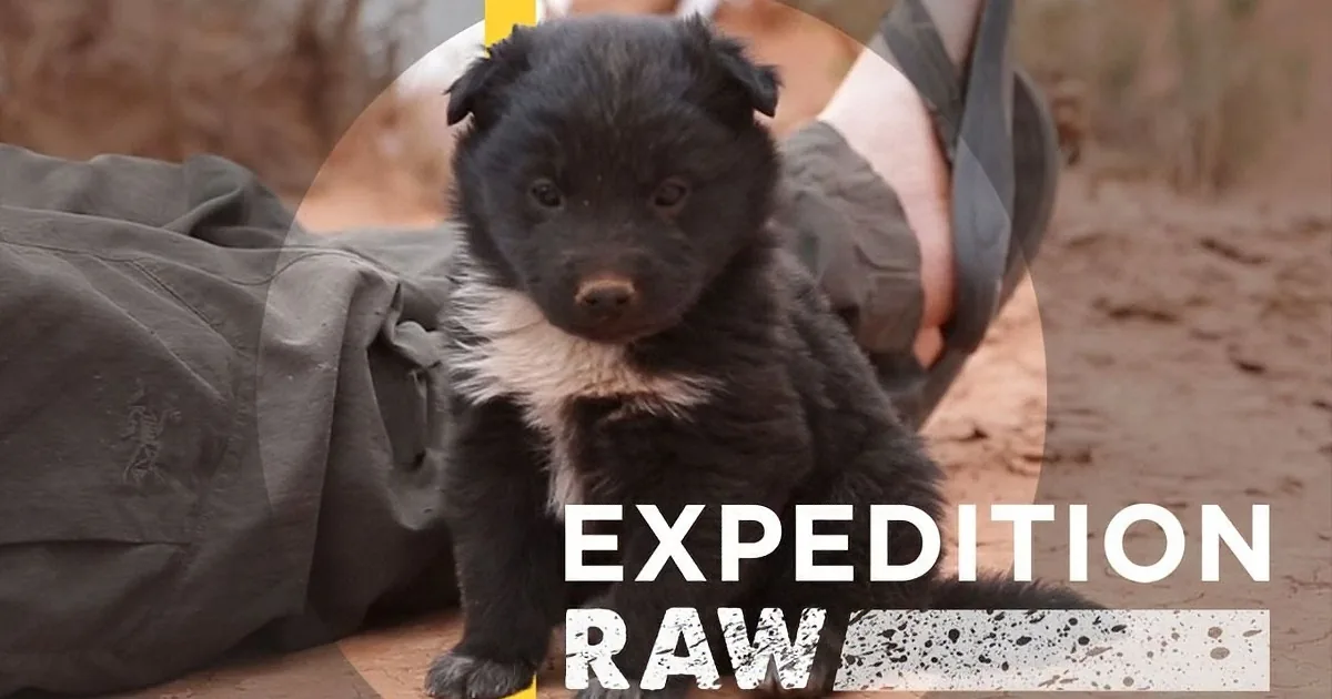 A small black puppy with white markings sits on a dirt path, with a person's leg and boot in the background.