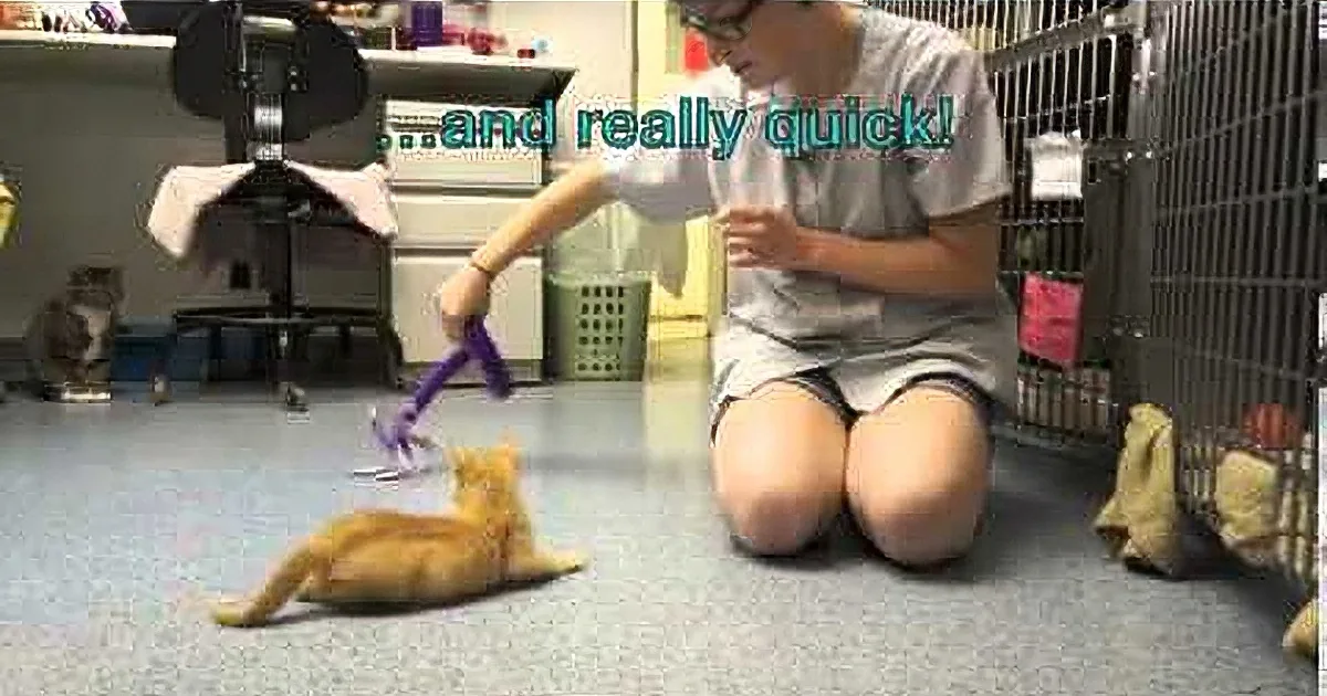 A person plays with a toy with a cat, which runs quickly.