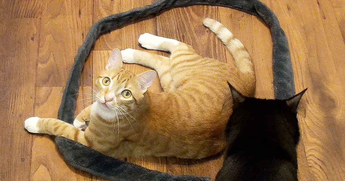 An orange tabby cat is playfully interacting with a black fabric on a wooden floor.