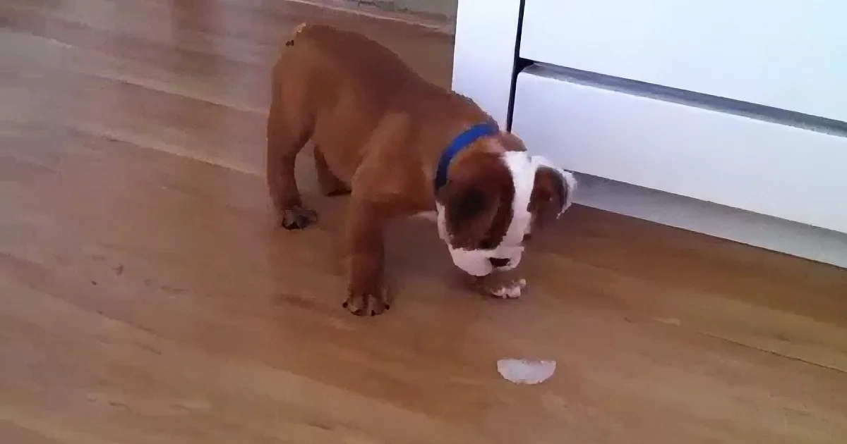 A brown and white dog wearing a blue collar sniffs something on a wooden floor near a white appliance.