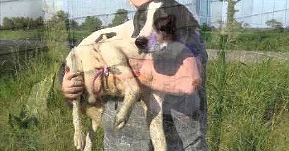 A person holds a dog with a stethoscope, suggesting a veterinary check-up in a grassy field.