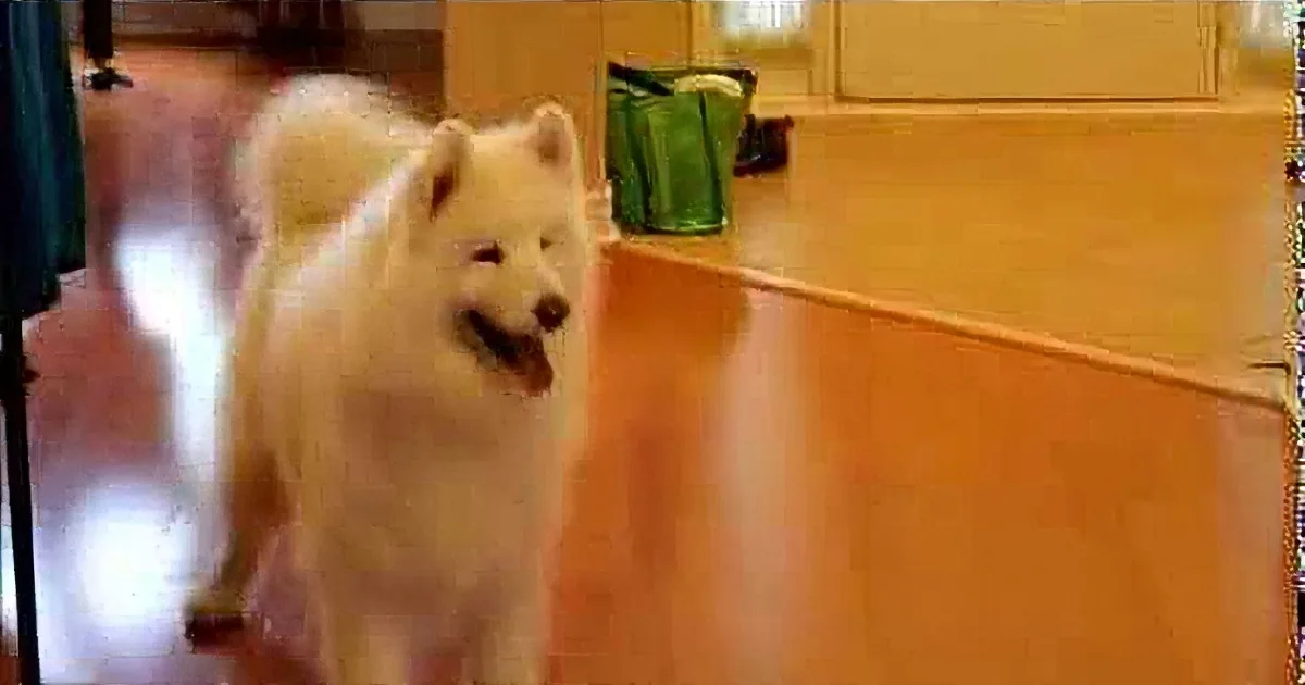 This Samoyed''s Happy Dance Will Brighten up Your Day