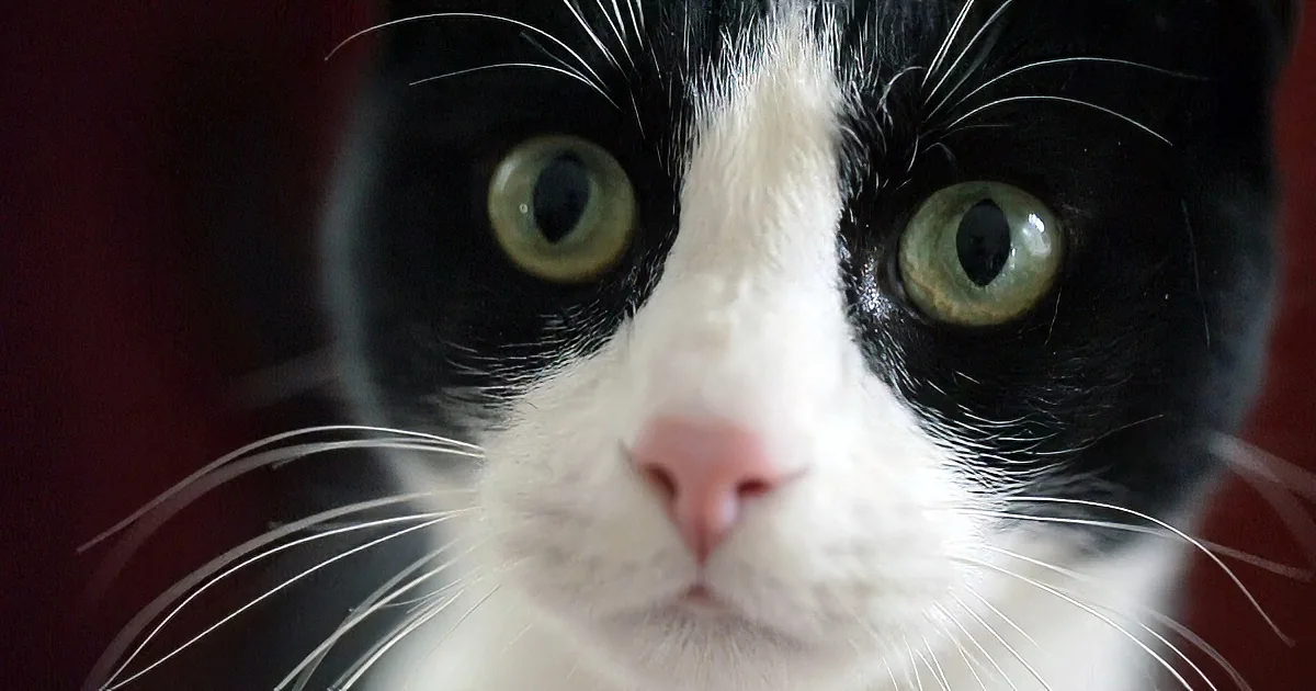 A close-up of a black-and-white cat with striking green eyes and prominent whiskers.