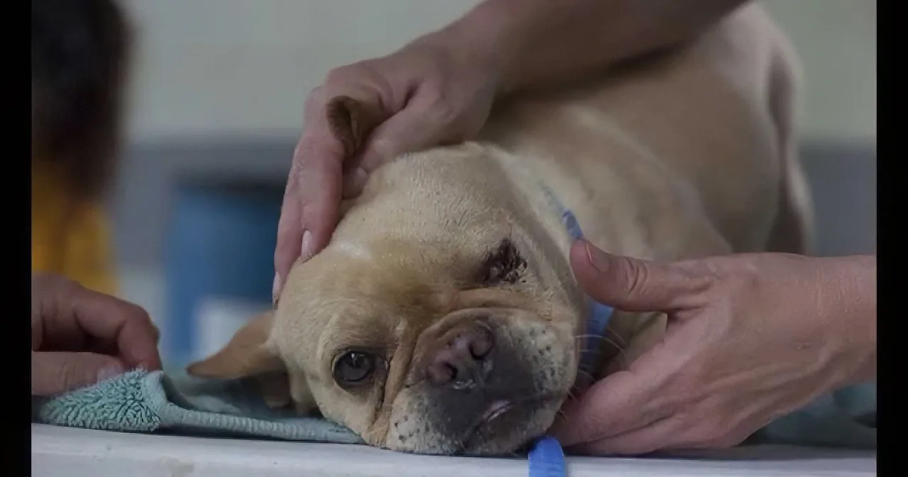 A French Bulldog being examined by a vet, with hands gently holding its head.