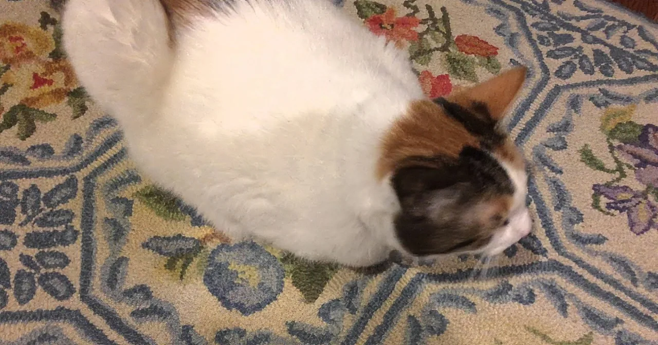 Adorable Cat Joins in When Owner Sings ''if You''re Happy and You Know It''