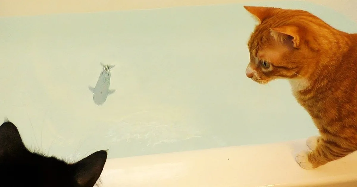 An orange tabby cat observes its reflection in a bathtub, while a black cat watches from the side.