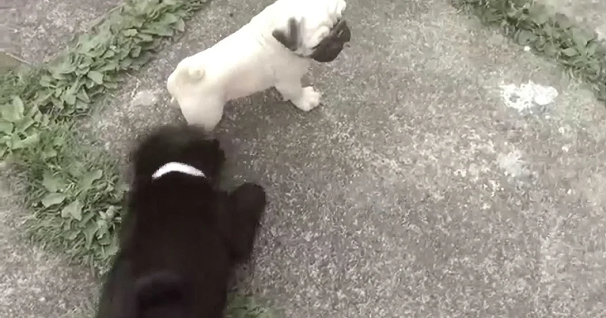 A white pug and a black dog are facing each other on a concrete surface with grass around.