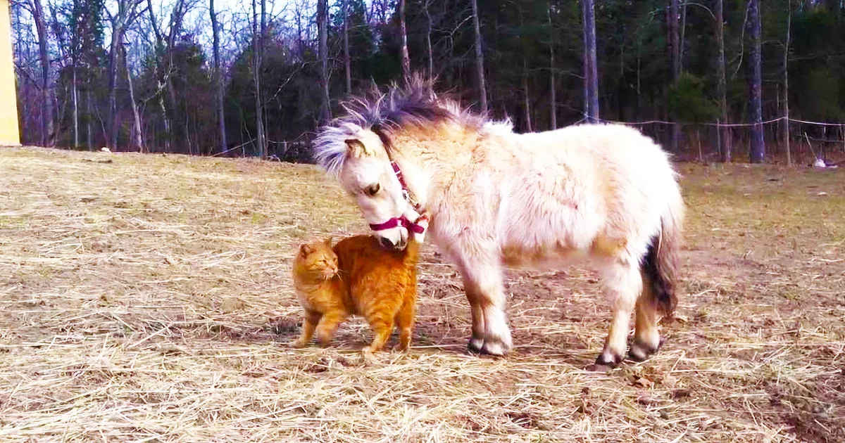 Mini Horse and Cat Have a Surprising Friendship on the Farm