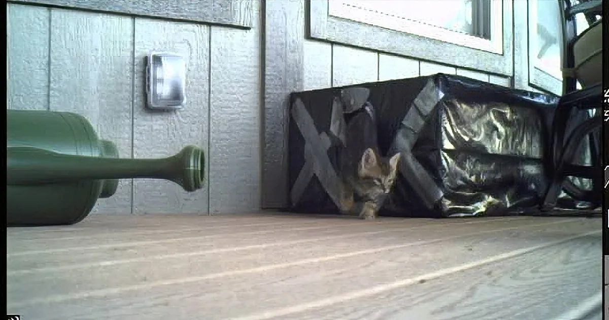 A small kitten peeks out from behind a black bag on a wooden deck.