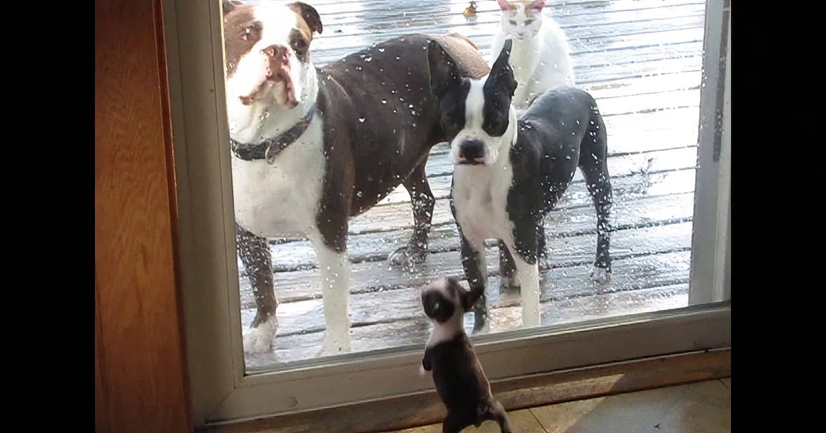 Dog Parents Watch Their New Puppy Ask to Come Outside