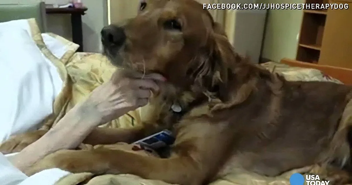 A golden retriever lies on a hospital bed, gently holding a patient's hand, creating a touching moment of comfort.