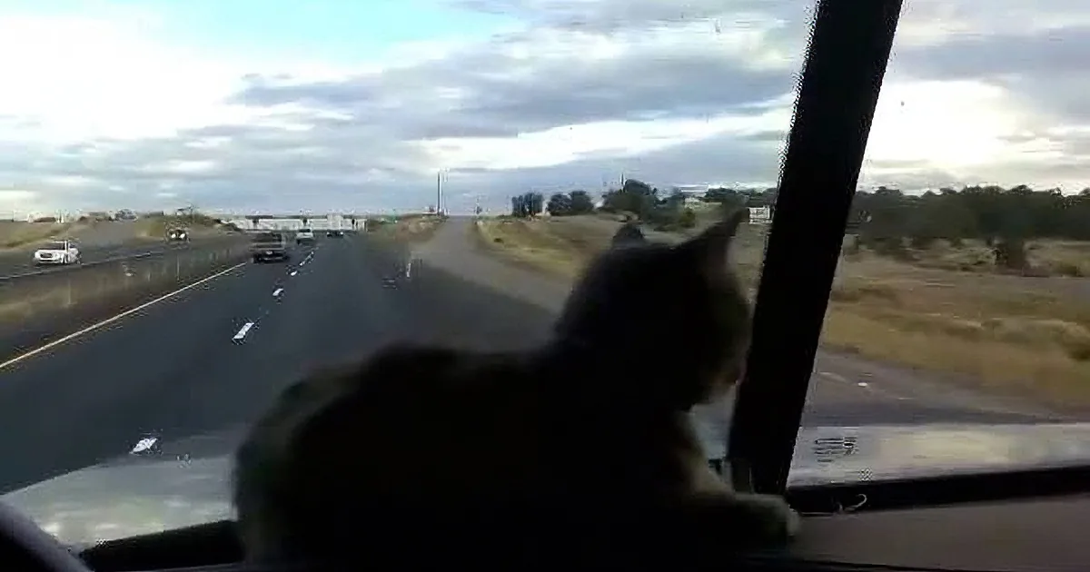A cat sits on a car dashboard, gazing out the window at a highway with moving vehicles and a cloudy sky.