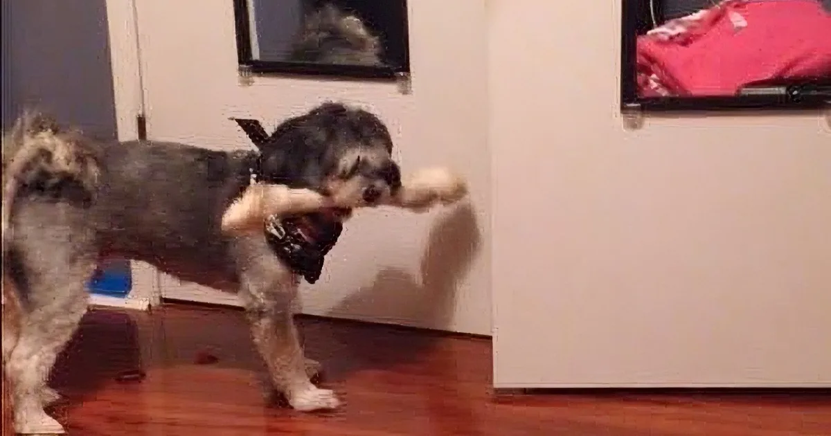 A small, scruffy dog wearing a bandana is playfully interacting with a white object, possibly a toy or a piece of clothing.