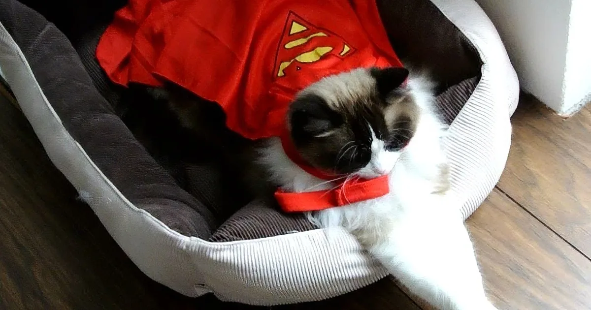 She Put Her Cat on the Bed, but Watch the Cat''s Reaction