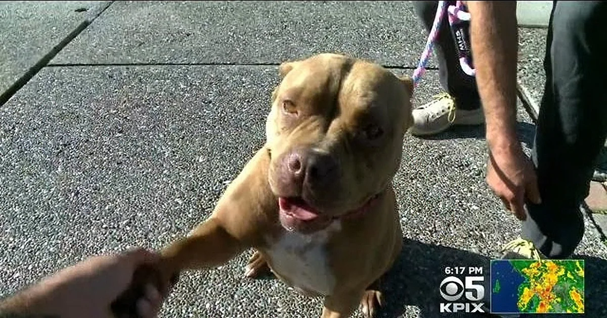A tan pit bull dog with a pink collar is being petted by a person's hand.