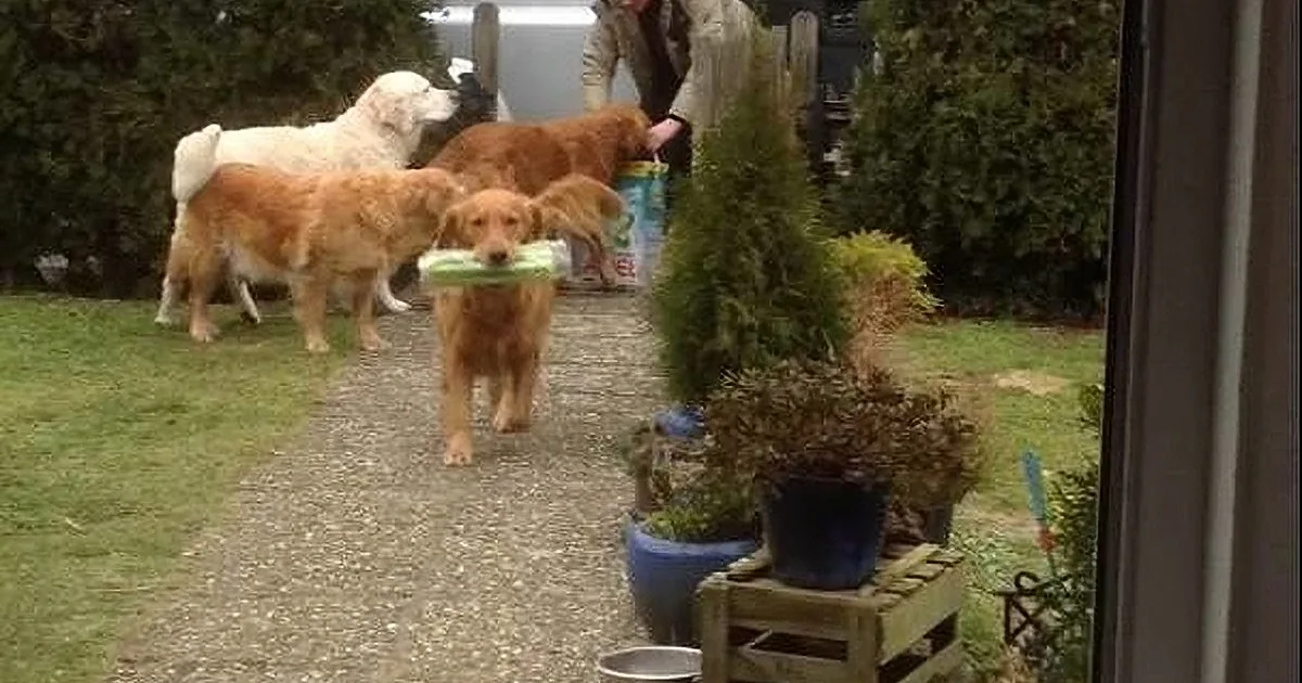Amazing Golden Retrievers Help out Mom With the Groceries