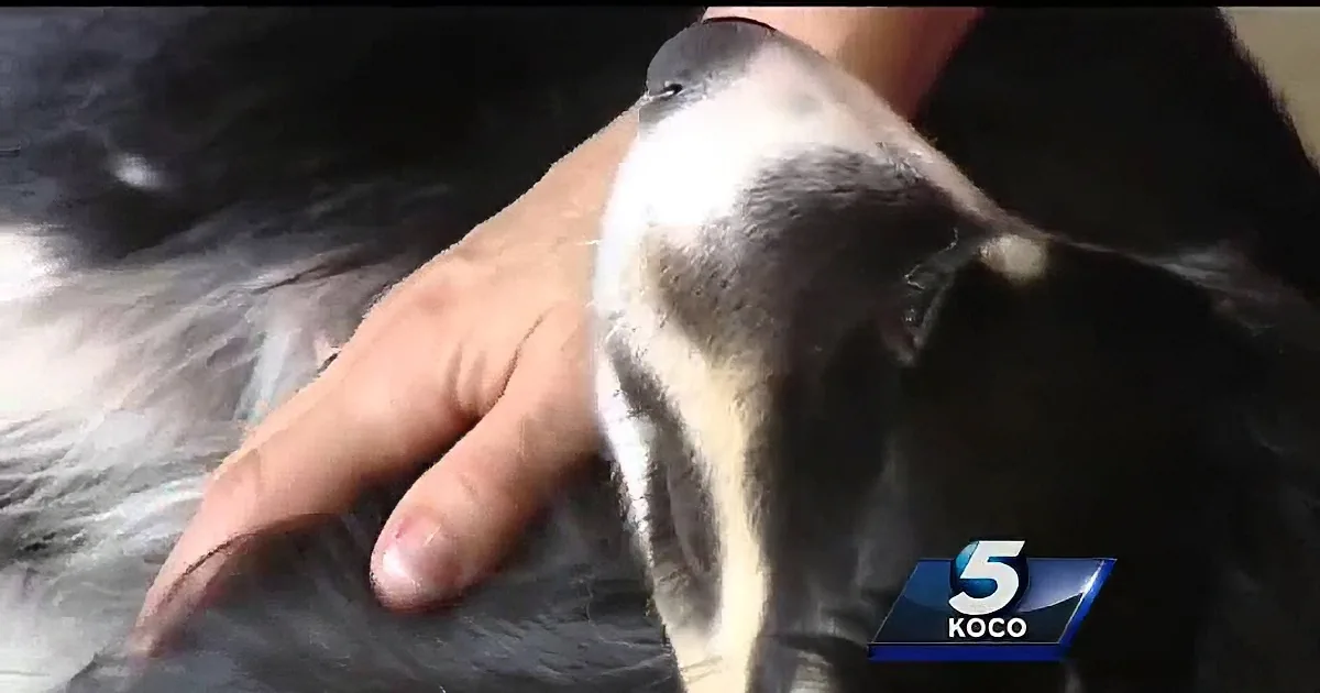 Border Collie Jumps in Front of Car to Save Little Girl