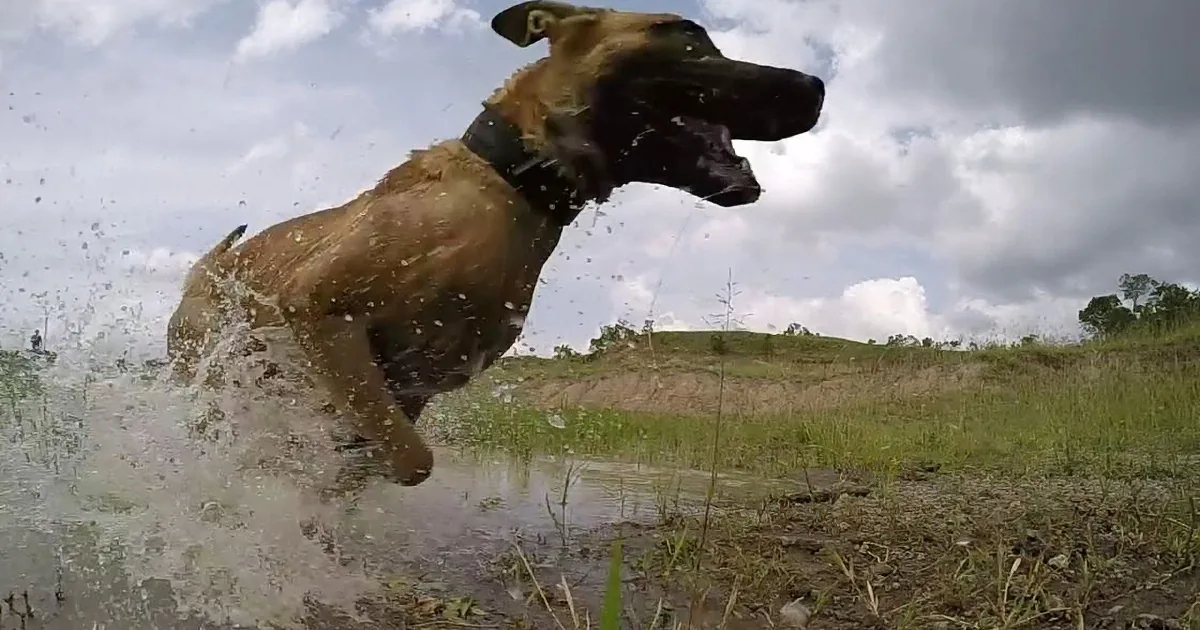 A wet dog runs through a puddle, creating a splash, with a cloudy sky and grassy field in the background.