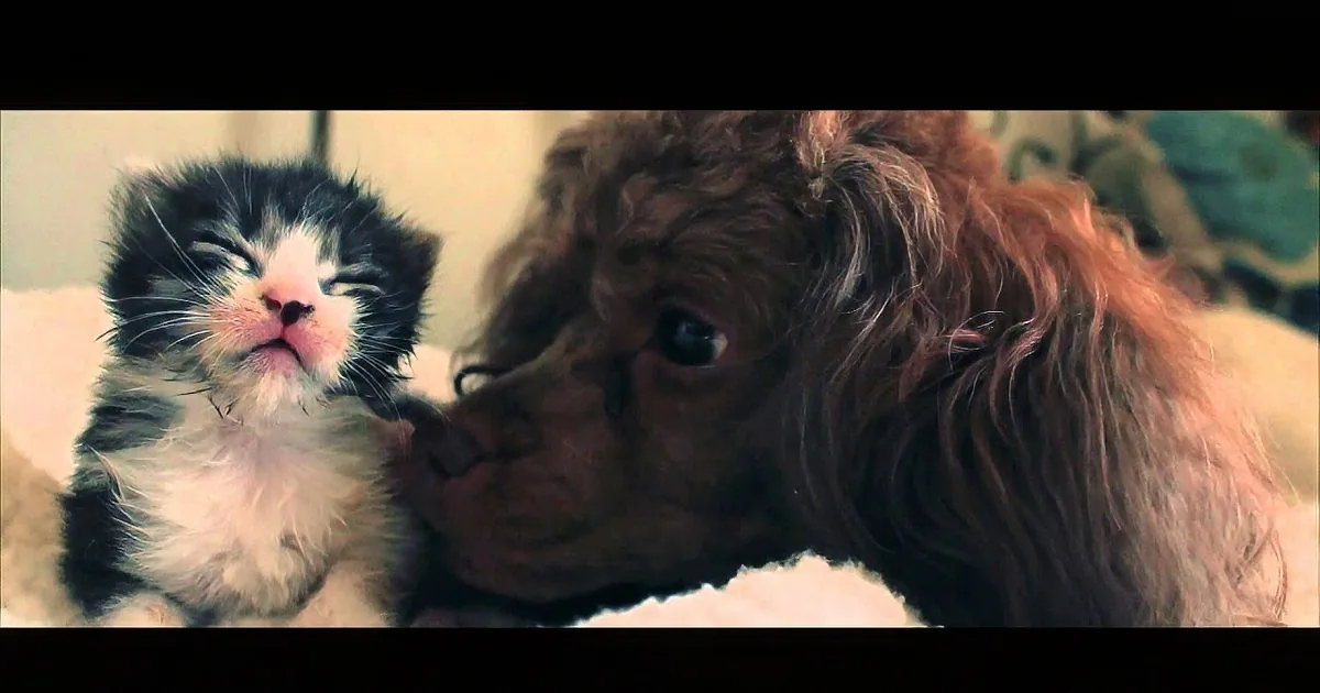 A fluffy kitten and a long-haired puppy rest together on a soft surface.
