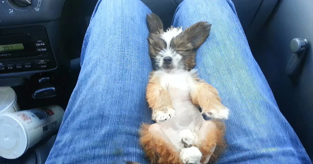 A small, fluffy puppy with brown and white fur is sleeping on someone's lap in a car.