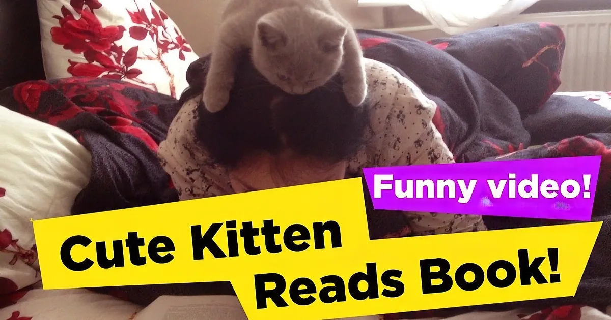 Funny Cat Sits on Woman''s Head While She''s Reading