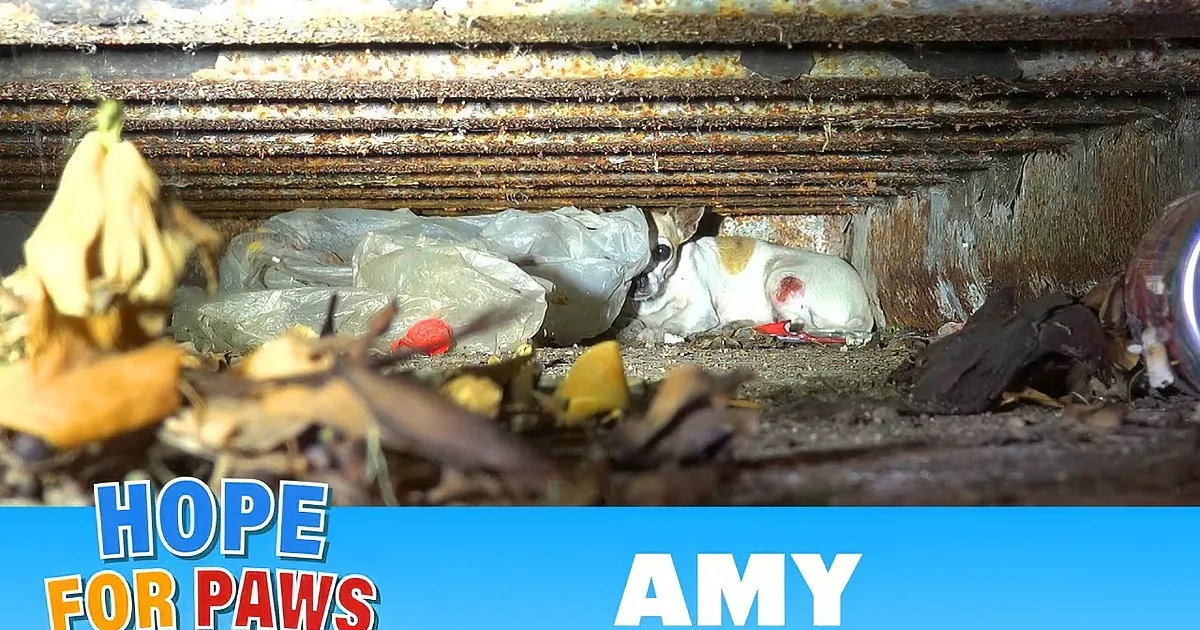A dog is trapped under a heavy object, surrounded by debris and trash, appearing distressed.