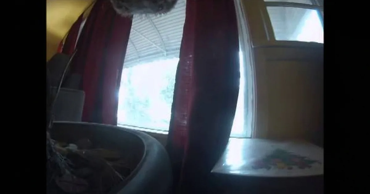 A cat sits on a window ledge, partially obscured by curtains, with a bright outdoor scene visible through the window.