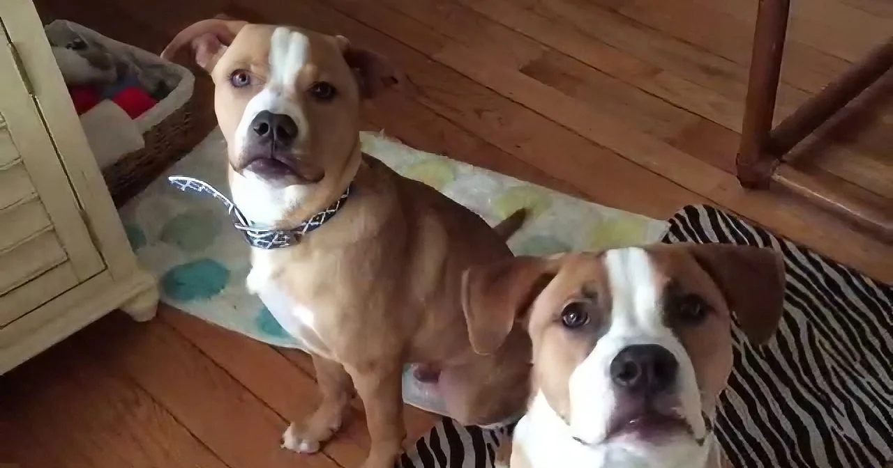 Two brown and white dogs, one with a bandana, sit on a wooden floor near a zebra-patterned rug.
