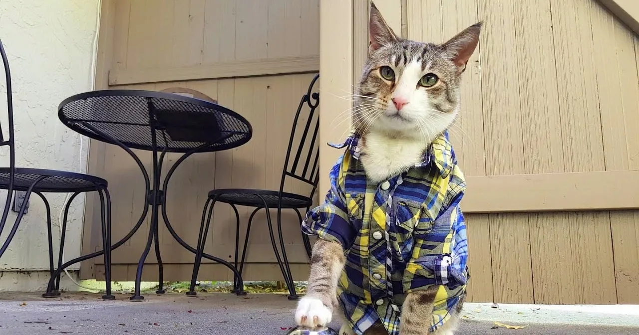 A cat wearing a plaid shirt sits on a concrete surface, looking up with a curious expression.