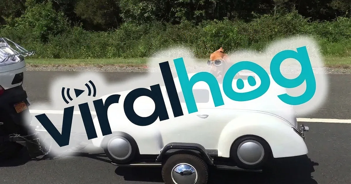 A dog wearing sunglasses sits on the roof of a white vintage car, with a motorcycle and greenery in the background.