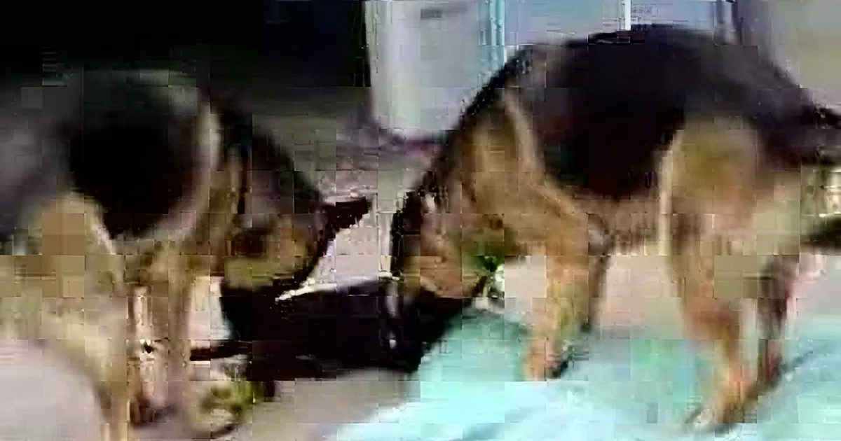 Two German Shepherds are interacting with a small object on the ground, possibly a toy or food item.