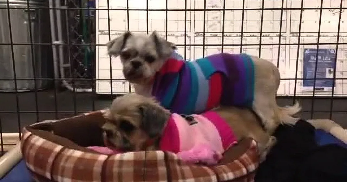 Two dogs, one in a striped sweater and the other in a pink blanket, are in a cage.