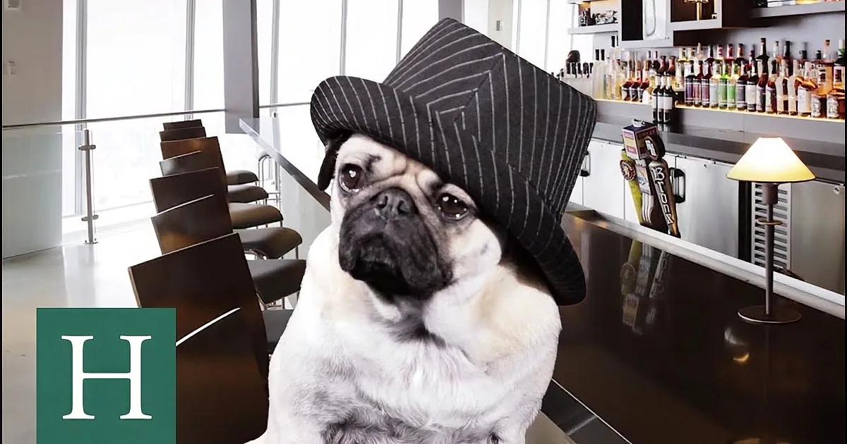 A pug wearing a pinstripe hat sits at a bar, surrounded by bottles and a lamp.