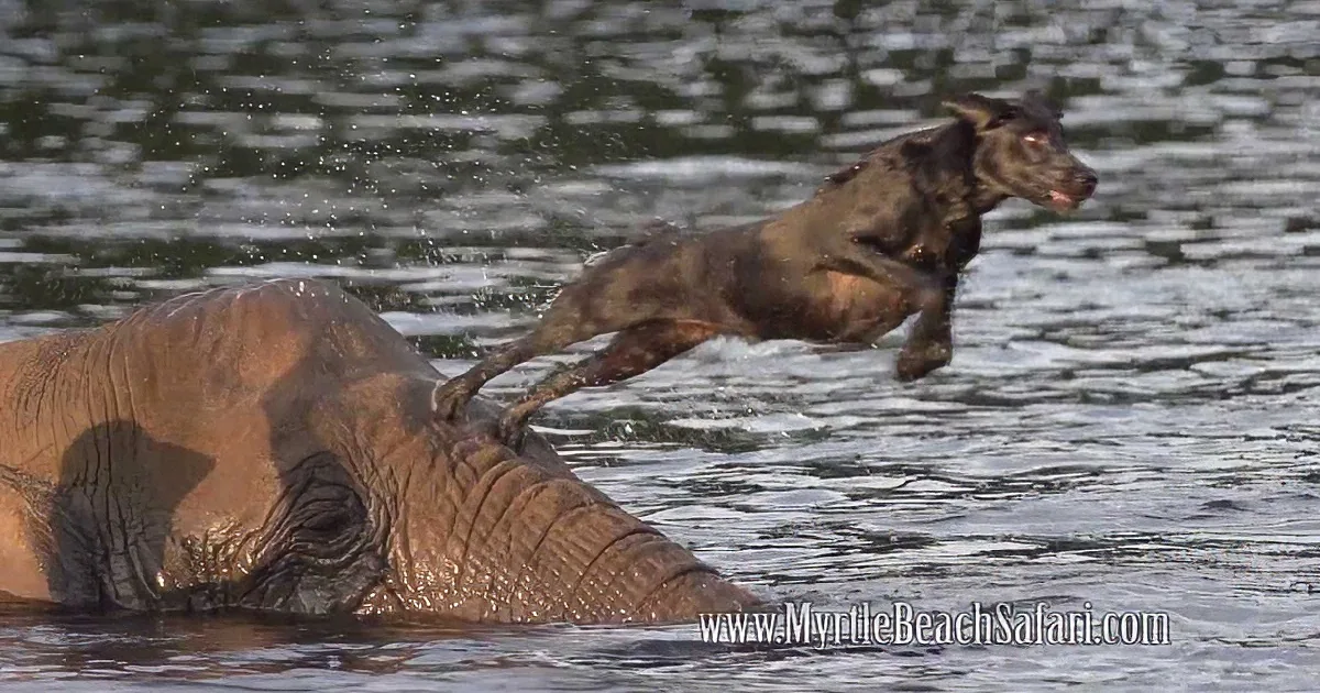 A dog leaps playfully over an elephant in a body of water.
