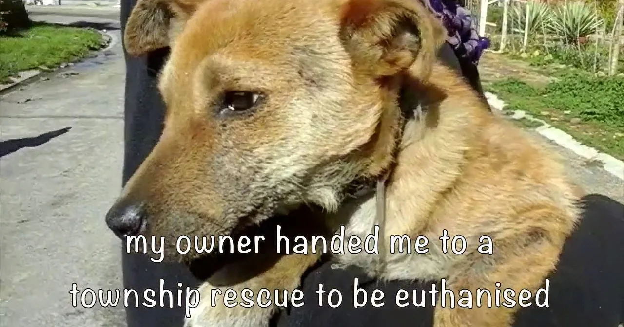 You Won''t Believe This Confused Dog''s Reaction When He Finally Experiences Love for the First Time