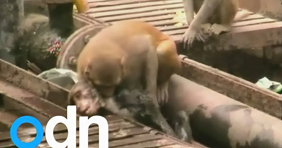Monkey Doesn''t Leave His Dying Friend Behind and Astounds Spectators by Bringing Him Back to Life