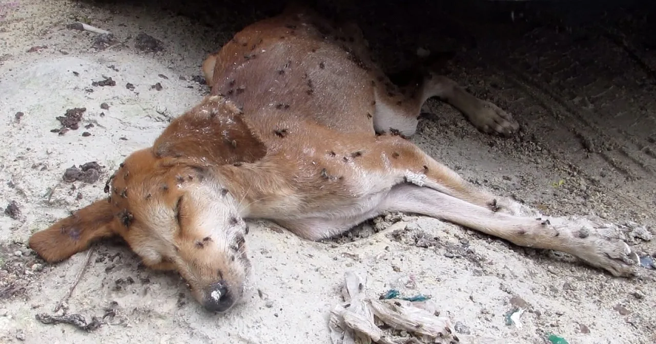 Even Flies Thought This Dog Was Dead, but Everything Changed When They Got to Him