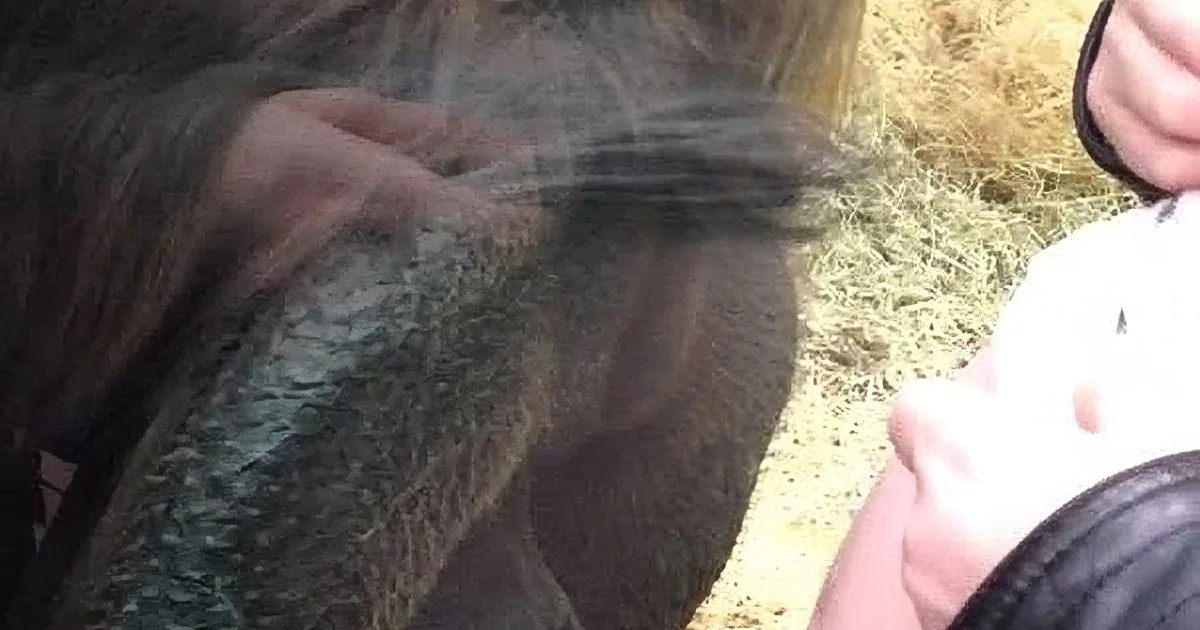 Sensitive Orangutan Is Moved When Pregnant Woman Reveals She Is Going to Have a Baby