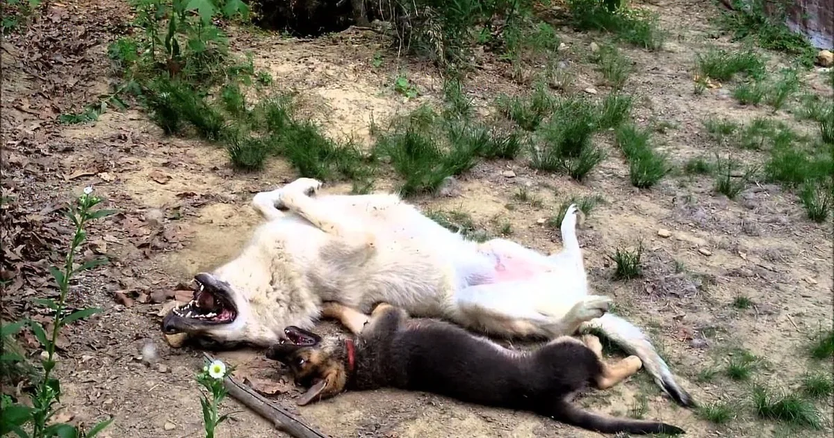 Giant Wolf Can''t Hide His Enthusiasm When He Meets a Small German Shepherd Puppy