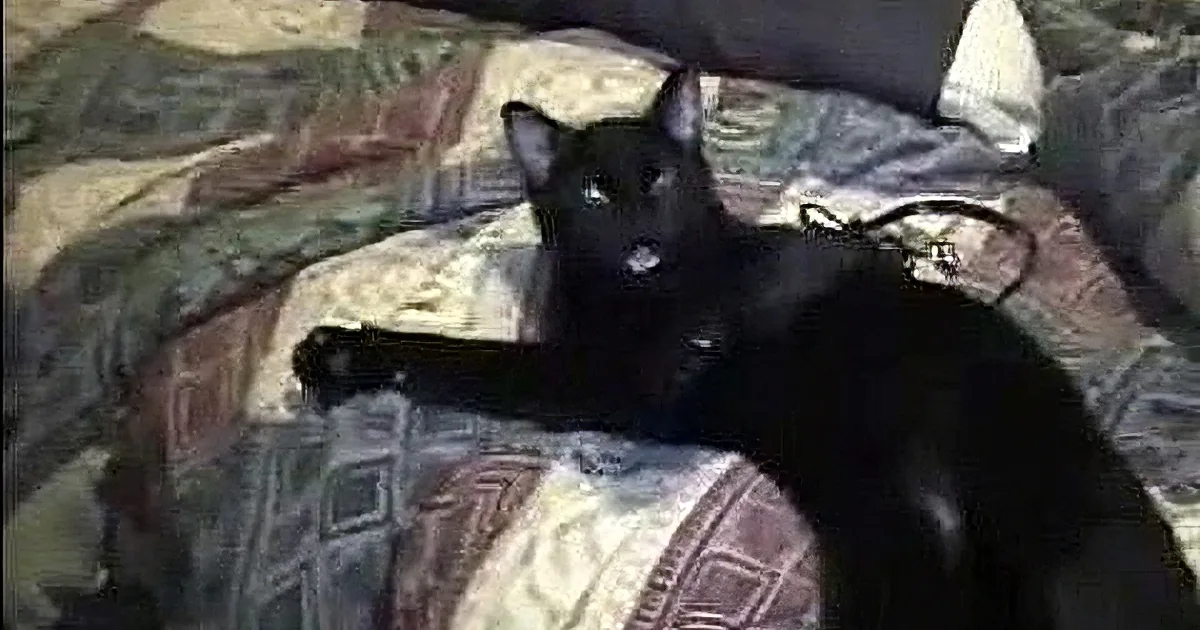 You Won't Believe This Lazy Cat's Epic Response When His Dad Tries to Wake Him up! OMG!