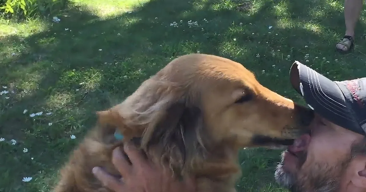 A golden retriever is playfully interacting with a person in a grassy area.