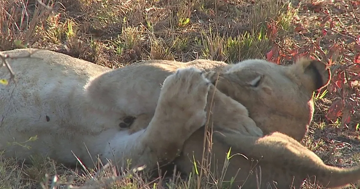 Tired Lioness Crushes Her Tiny Cub in a Giant Hug When He Disturbs Her From a Deep Sleep