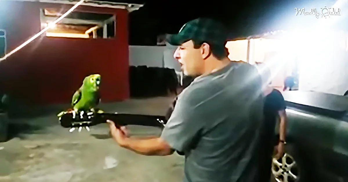 A man plays guitar with a green parrot perched on the neck, in a dimly lit outdoor setting.