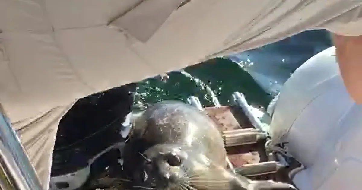 A Seal Hauled Himself on Their Boat, but Their Hearts Stop When They See This Surrounding Him!