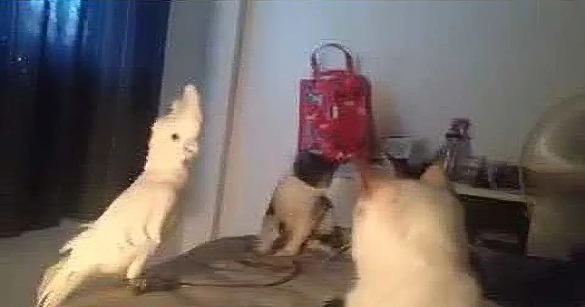Cats Are Confused When That Parrot Mimics Them. but What the Parrot Does in Response? Rofl!