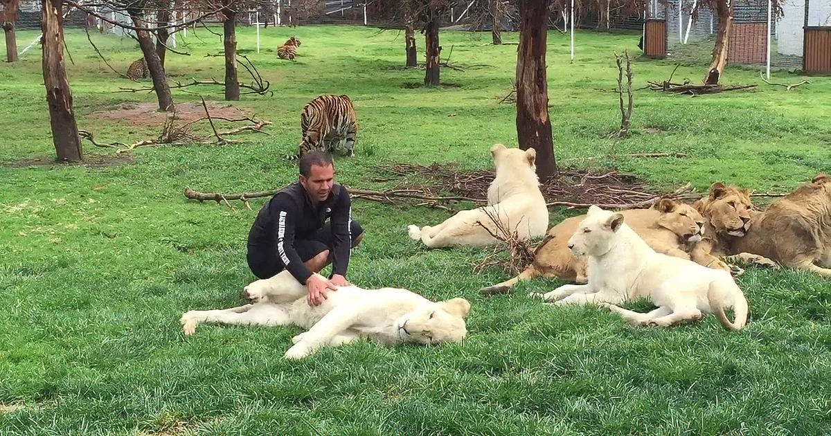Leopard Charges His Zookeeper While His Back Is Turned, but a Tiger Runs to His Rescue